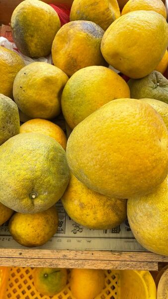 15 晩柑 天草産 B〜C級品 加工用 不揃い 青みやキズ汚れあり シワあり ご家庭用 箱込みで15kg以上 箱は簡易箱