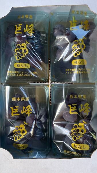 ④ 種なし巨峰 熊本県産 ぶどう 300g×4パック入 箱込みで1.5kg 箱はぶどう箱で発送 今朝入荷 7月24日現在