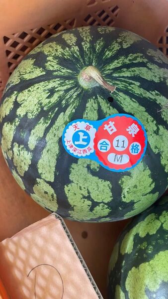 M玉 すいか 上津深江 天草産 1玉約5kg 箱は簡易箱で発送