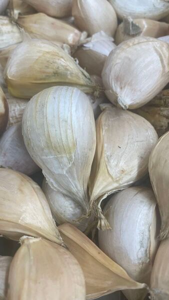 ① ジャンボにんにく 天草産 にんにく 大蒜 まとめて 不揃い 箱込み1kg以上 キズあり 送料込み ゆうパケットプラスで発送