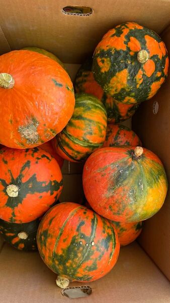 ⑧ 紅栗かぼちゃ B級品 天草産 8〜10玉入 箱込みで8kg以上 箱は簡易箱で発送 カボチャ