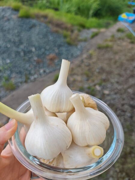 福地ホワイト六片 ニンニク 1kg