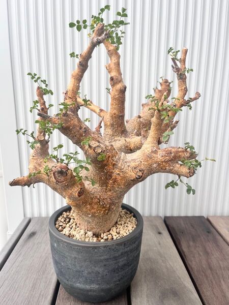 良形!! コミュフォラ サクシコラ みやび鉢 発根済み 現地球 塊根植物