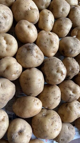 長野 信州 無農薬 有機肥料使用 新しいジャガイモ 採りたて 箱込み5kg