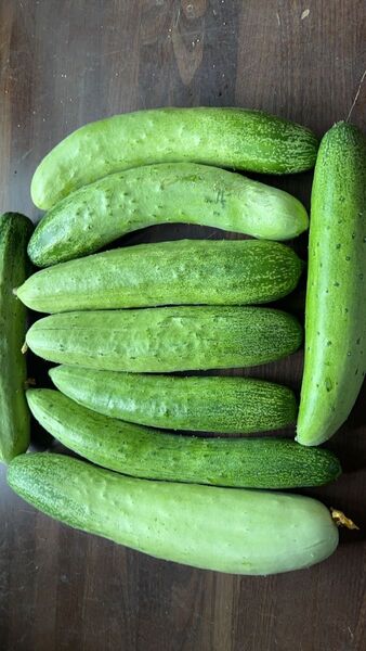 半白節成胡瓜/はんしろふしなりきゅうり 2.5kg