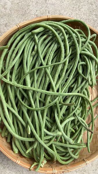 3kg 信州産 ささげ 大角豆 十六ささげ 三尺ササゲ 長豆角