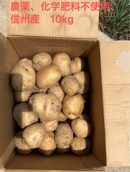 長野 信州 無農薬 有機肥料使用 新しいジャガイモ 採りたて箱込み10kg