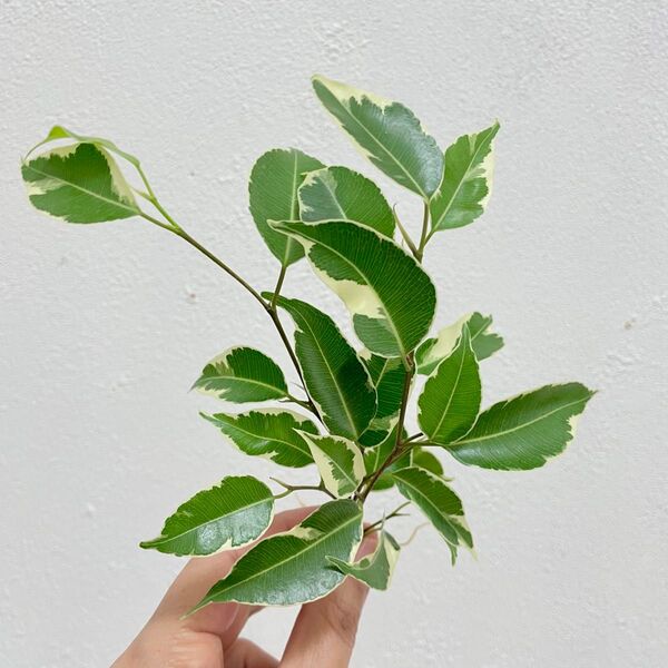 観葉植物 斑入りベンジャミン カット苗