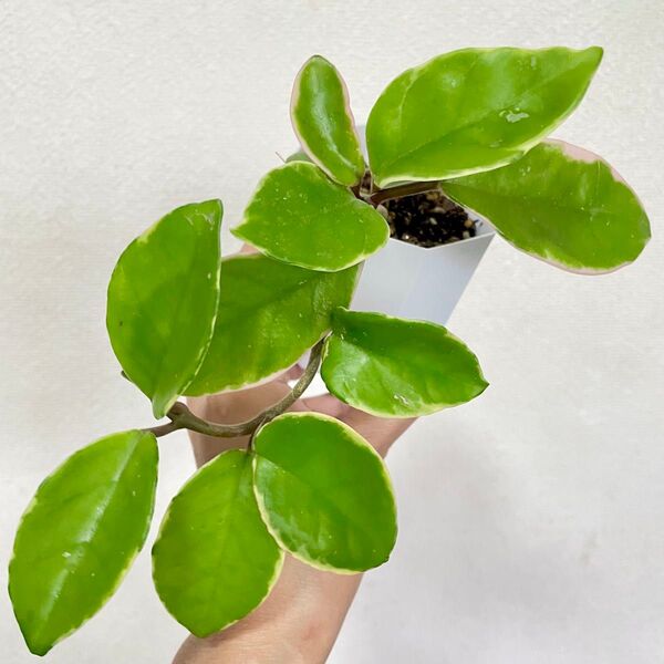 ホヤ カルノーサ サクララン 抜き苗