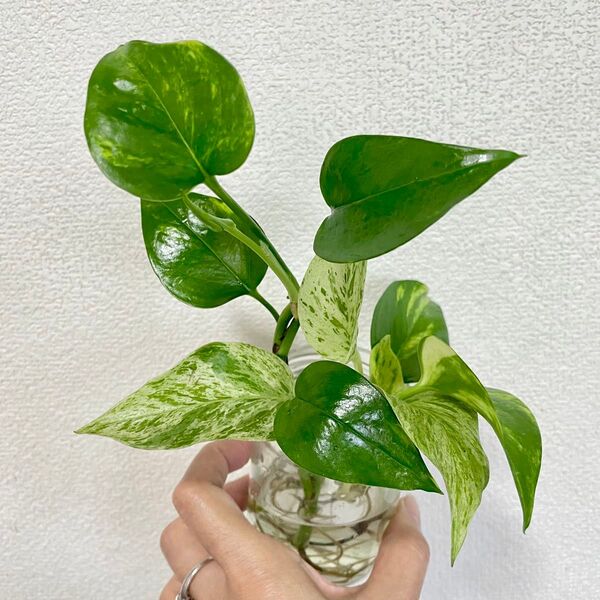 観葉植物 ポトス2種 マーブルクイーンとゴールデン カット苗