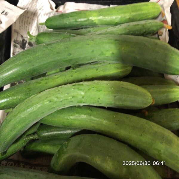 栽培期間中農薬化学肥料不使用野菜7点