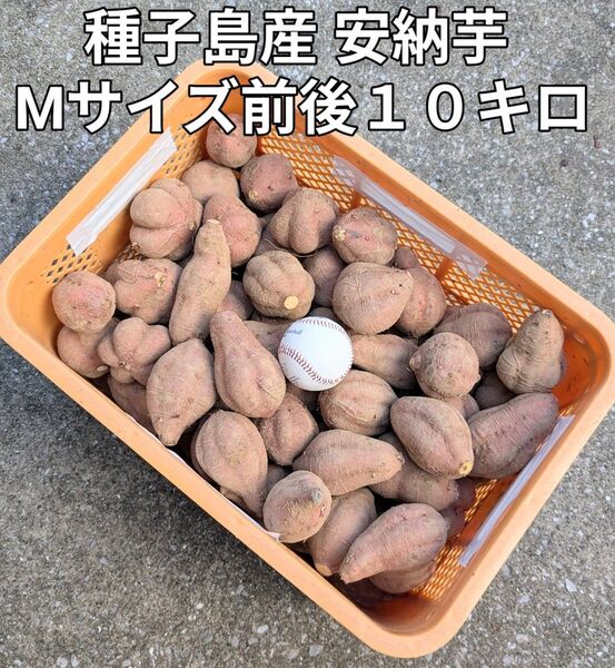 種子島産 安納芋 Mサイズ前後10キロ