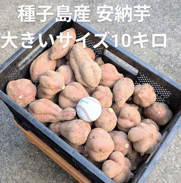 種子島産 安納芋大きいサイズ10キロ