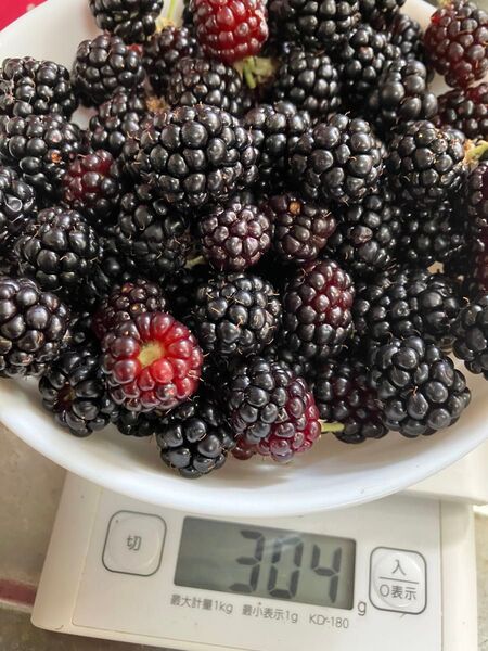 ブラックベリー 304g 7/28収穫 生ブラックベリー 農薬不使用 無農薬 自然栽培