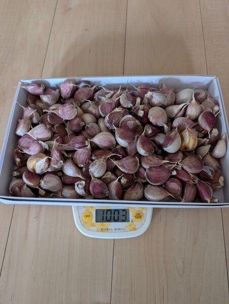 6月収穫 ニンニク 家庭菜園
