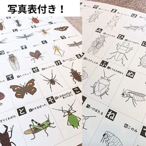 【塗り絵付】虫あいうえお表☆虫ひらがなポスター A4 ※A3変更可※写真表特典