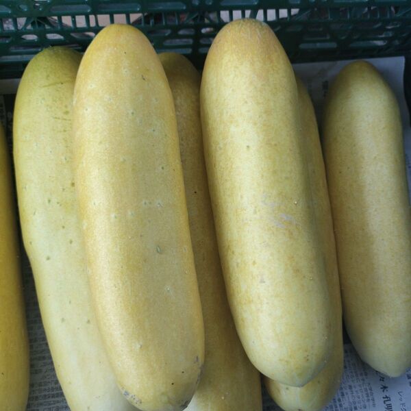 種キュウリ(老黄瓜)4kg送料込み