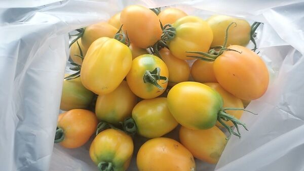 新鮮なトマト3kg送料込み