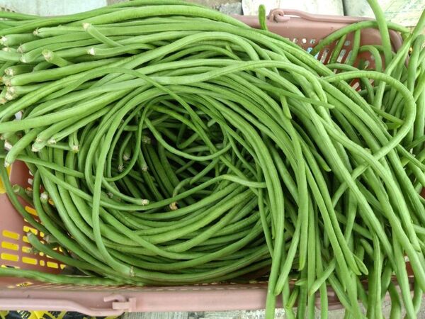 新鮮なささげ豆1kg送料込み