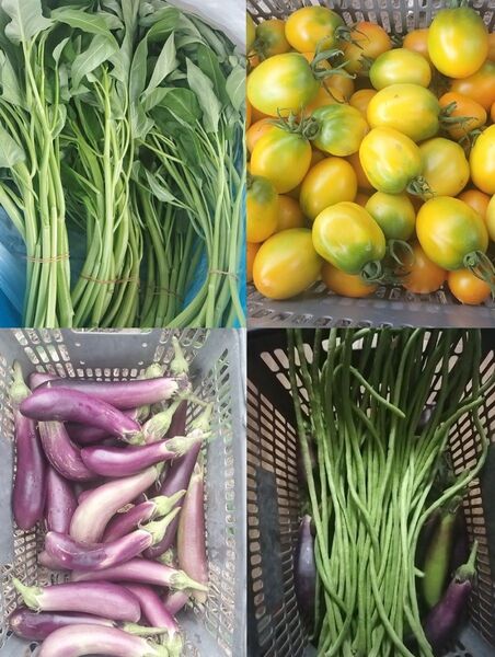 新鮮な野菜セット(空芯菜、トマト、ナス、ささげ豆,激唐辛子)