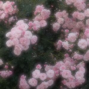 ピンクの花畑