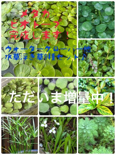 ただ今増量中!メダカビオトープがこれで完成♪水草&浮き草9種セット♪