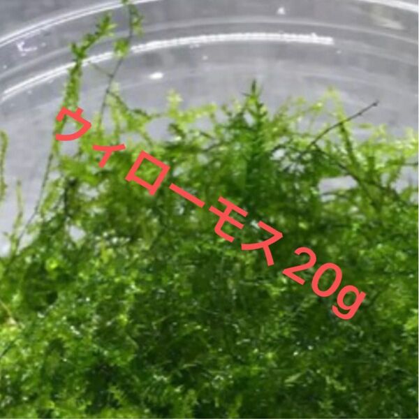 ウィローモス20g