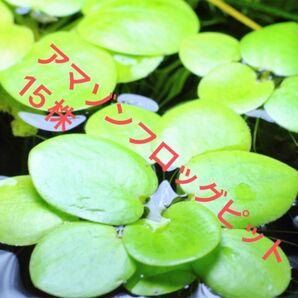 アマゾンフロッグビット 15株 水草 浮草 メダカ 金魚