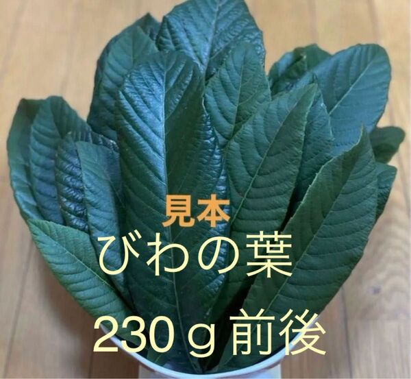 びわの葉 枇杷の葉 ビワの葉