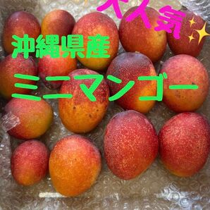 沖縄県産 完熟ミニマンゴー【箱込み1.1kg】