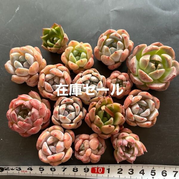 多肉植物カット苗 レッド系15個セット