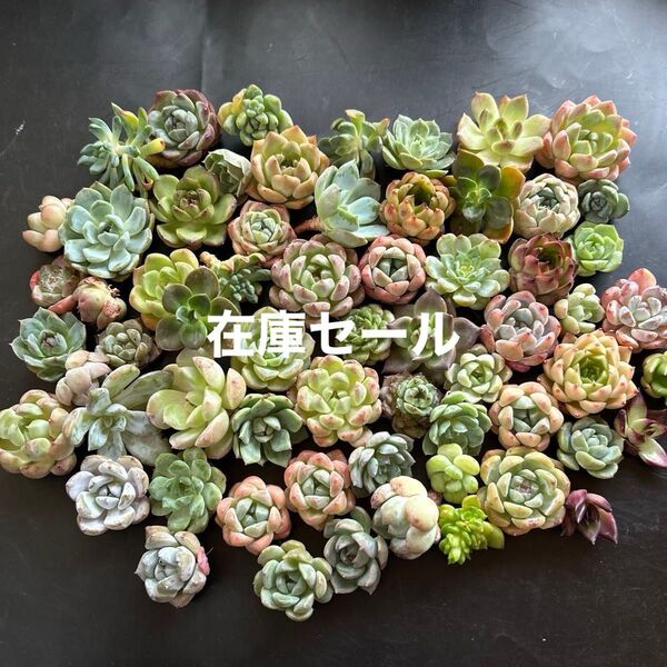 多肉植物カット苗 大小ミックス60個セットB 在庫セール 31日迄
