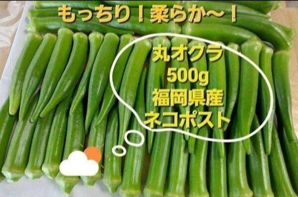 丸オクラ500g 福岡県産