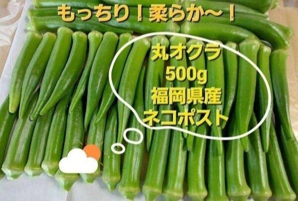 丸オクラ500g 自然農法 福岡県産