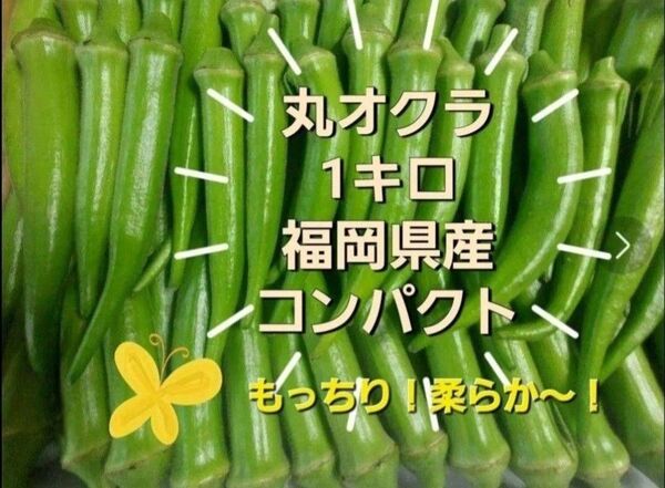 丸オクラ1キロ 自然農法 福岡県産