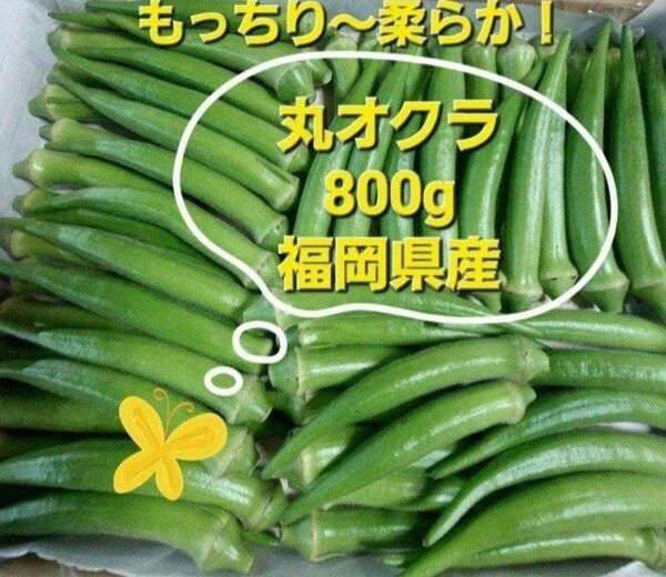 丸オクラ800g