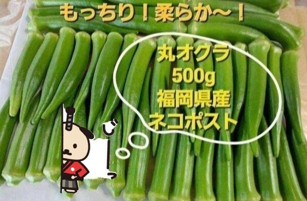 丸オクラ500g 福岡県産