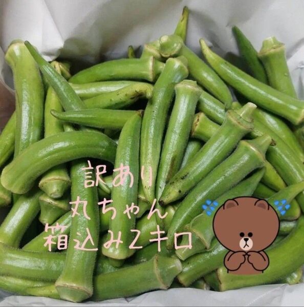 訳あり丸オクラ箱込み2キロ