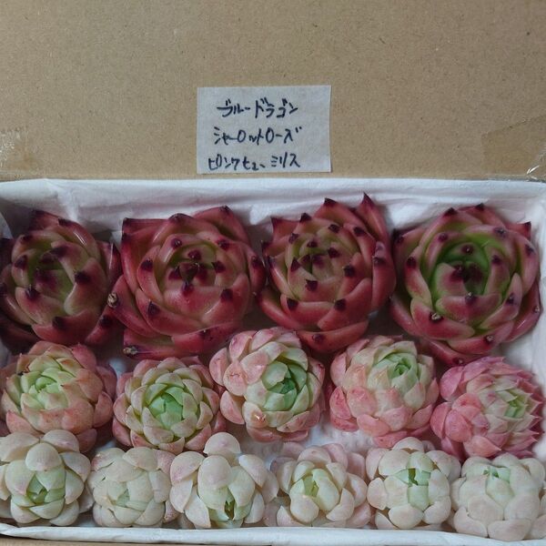 gd!お買い得価格!多肉植物〈カット苗〉3種セット