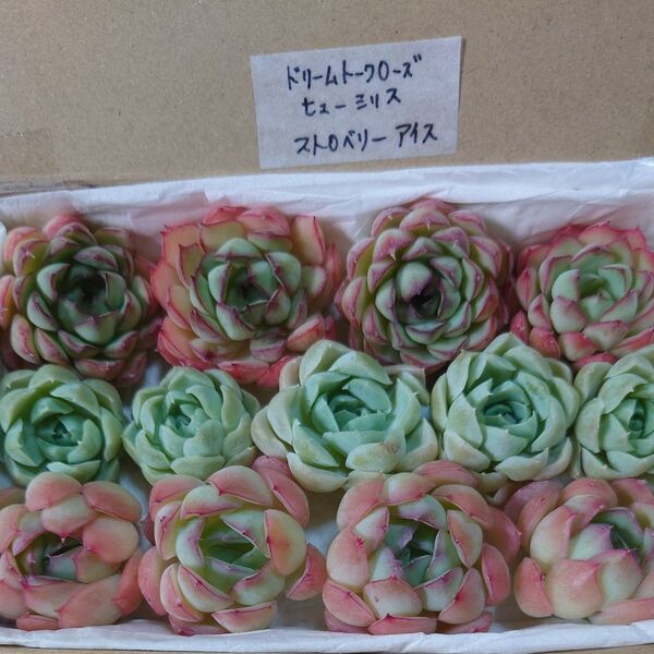 gf!お買い得価格!多肉植物〈カット苗〉3種セット