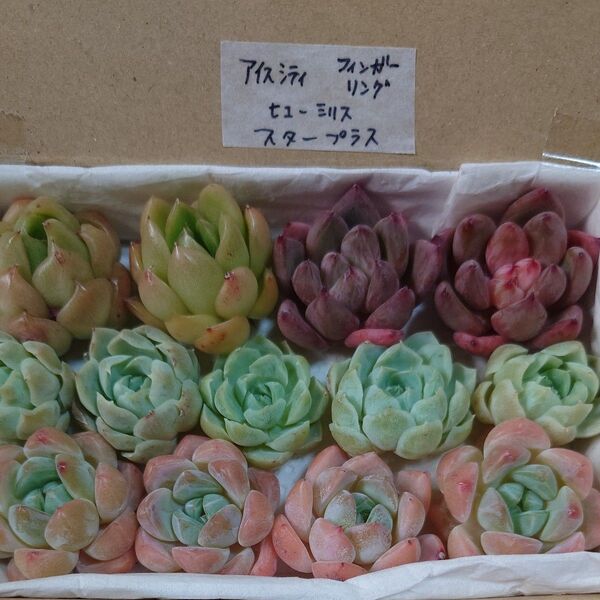 ga!お買い得価格!多肉植物〈カット苗〉4種セット