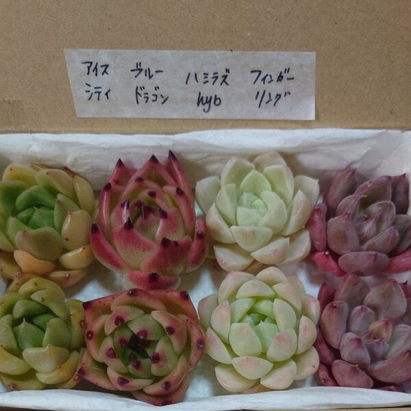 gi!お買い得価格!多肉植物〈カット苗〉4種セット