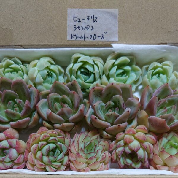gj!お買い得価格!多肉植物〈カット苗〉3種セット