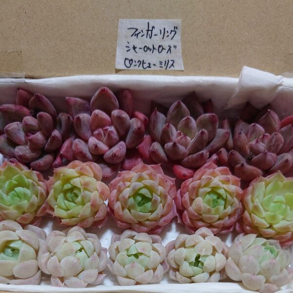 gk!お買い得価格!多肉植物〈カット苗〉3種セット