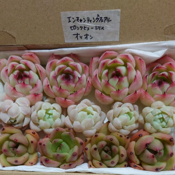 gm!お買い得価格!多肉植物〈カット苗〉3種セット