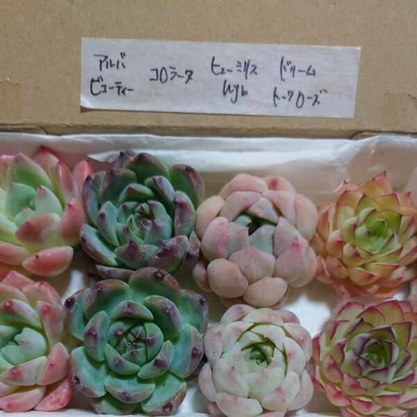gn!お買い得価格!多肉植物〈カット苗〉4種セット