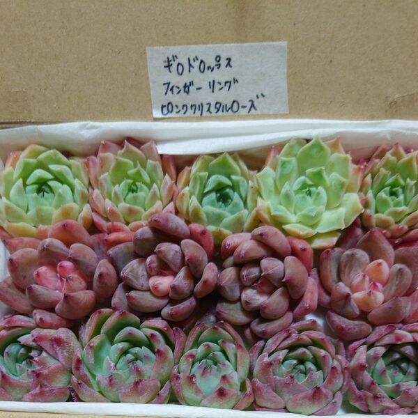 gp!お買い得価格!多肉植物〈カット苗〉3種セット