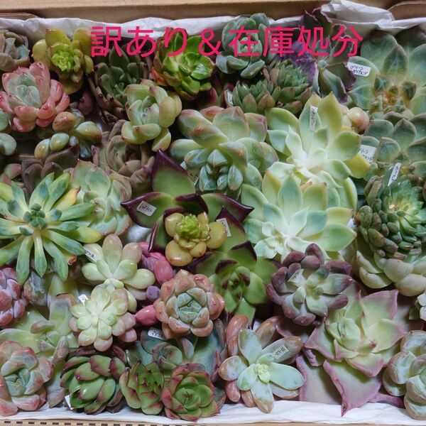 多肉植物カット苗〈訳あり苗&在庫処分セット〉