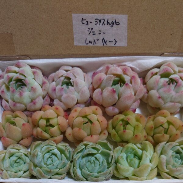 gs!お買い得価格!多肉植物〈カット苗〉3種セット