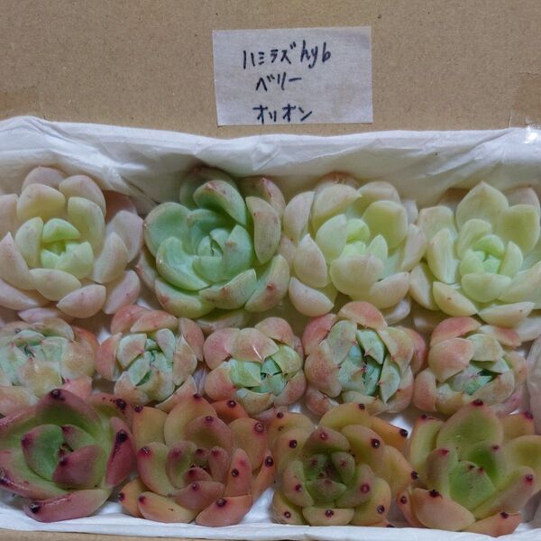 gt!お買い得価格!多肉植物〈カット苗〉3種セット